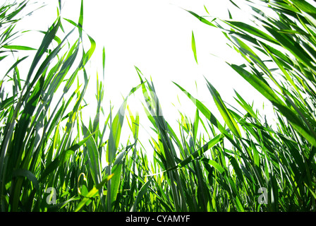 Bel prato verde isolato su bianco Foto Stock