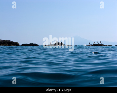 Cormorani su una roccia con il Monte Athos in background Foto Stock