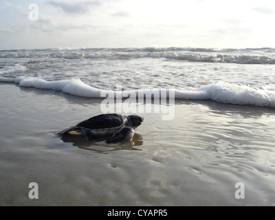 Un Kemp's Ridley sea turtle hatchling crawl indietro verso il Golfo del Messico sul Padre Island National Seashore, Texas. Foto Stock