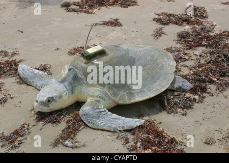 Un Kemp's Ridley tartaruga di mare con una posizione tracker sul Padre Island National Seashore, Texas. Foto Stock