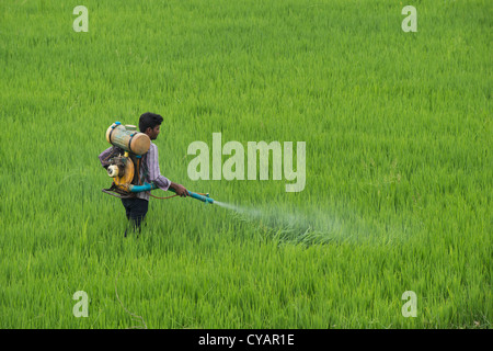 Uomo indiano la spruzzatura di un raccolto di riso con pesticidi. Andhra Pradesh, India Foto Stock