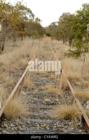 Le erbacce ed erba che cresce su una ferrovia abbandonata la linea vicino a Tenterfield Australia Foto Stock