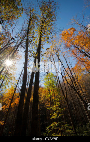 Foglie di autunno - il sentiero di Moore Cove Falls - Pisgah National Forest - nei pressi di Brevard, North Carolina, STATI UNITI D'AMERICA Foto Stock