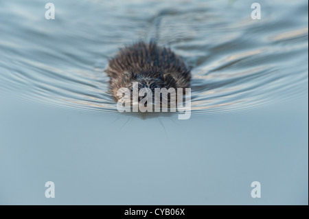 Nuoto Muskrat - Ondatra zibethicus - Western Montana Foto Stock