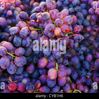 Pile di uve viola al mercato degli agricoltori Foto Stock