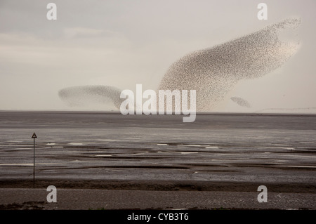 Grande gregge di nodo Calidris canutus rendendo vorticoso configurazione attraverso il fango appartamenti del lavaggio Murmuration simili Foto Stock