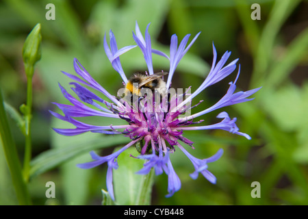 Bumble Bee sulla raccolta dei fiori il nettare nel giardino estivo Foto Stock