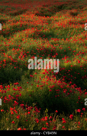 Campo di papaveri selvatici in Inghilterra Foto Stock