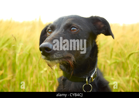 Alfie il lurcher / whippet croce. Foto Stock