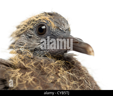 Giovani comuni il colombaccio Columba palumbus, contro uno sfondo bianco Foto Stock