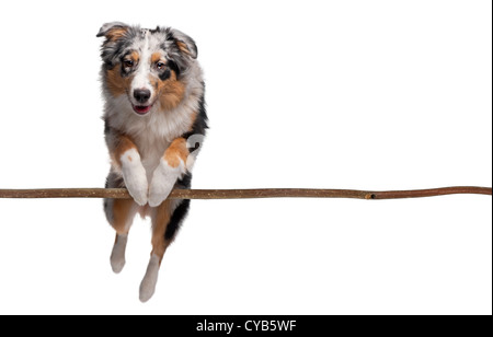 Australian Shepherd saltando il ramo contro uno sfondo bianco Foto Stock