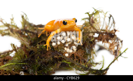 Golden Mantella proteggendo sue uova, Mantella aurantiaca, contro uno sfondo bianco Foto Stock