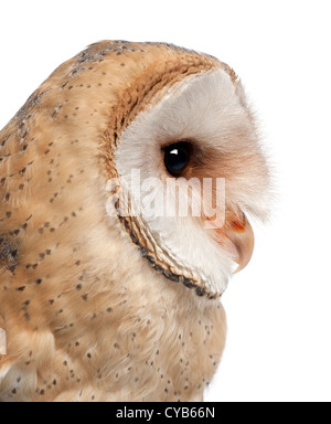 Close up Barbagianni, Tyto alba, 4 mesi di età, contro uno sfondo bianco Foto Stock