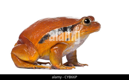 Falso il pomodoro Rana Dyscophus guineti, contro uno sfondo bianco Foto Stock