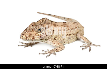 Oriente barbuto Anole o Anolis porcus, Chamaeleolis porcus, comunemente chiamato anoles bush contro uno sfondo bianco Foto Stock