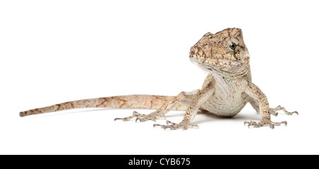 Oriente barbuto Anole o Anolis porcus, Chamaeleolis porcus, comunemente chiamato anoles bush contro uno sfondo bianco Foto Stock