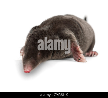 Unione Mole, Talpa europaea, contro uno sfondo bianco Foto Stock