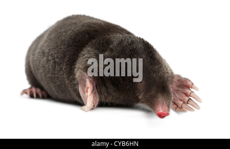 Unione Mole, Talpa europaea, contro uno sfondo bianco Foto Stock