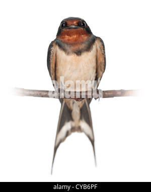 Barn Swallow, Hirundo rustica, appollaiato su un ramo contro uno sfondo bianco Foto Stock