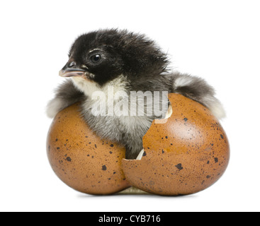 Marans pulcino, 15 ore vecchie, eretta nell'uovo da cui egli schiuse contro uno sfondo bianco Foto Stock