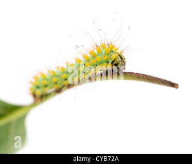 Caterpillar del gigante Peacock Moth, Saturnia pyri, sul gambo di pianta di fronte a uno sfondo bianco Foto Stock