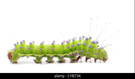 Caterpillar del gigante Peacock Moth, Saturnia pyri, di fronte a uno sfondo bianco Foto Stock