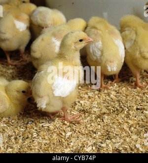 Sette giorni di età broiler chick in una casa di pollo Foto Stock