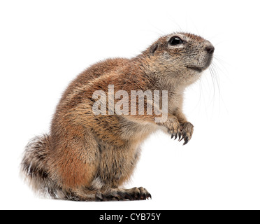 Massa del capo scoiattolo, Xerus inauris, contro uno sfondo bianco Foto Stock