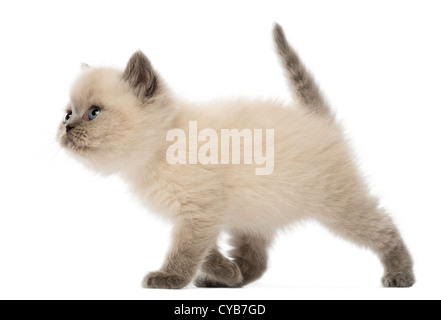 British Shorthair Kitten, 9 settimane, passeggiate contro uno sfondo bianco Foto Stock