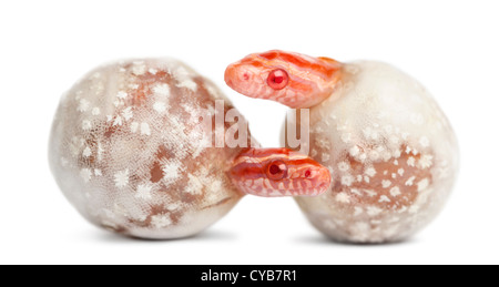 Mais da cova serpenti,'okeetee degli albini è il colore, Pantherophis guttatus guttatus, o rosso serpenti di ratto emergenti da uova Foto Stock