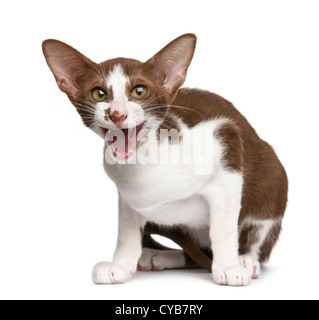 Oriental shorthair seduto e meowing contro uno sfondo bianco Foto Stock