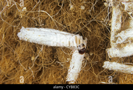 Caso-cuscinetto falena vestiti (tinea pellionella) larva nei casi su tessuto Foto Stock