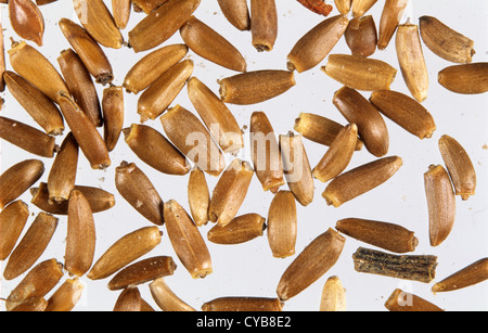 Creeping thistle, Cirsium arvense, semi Foto Stock