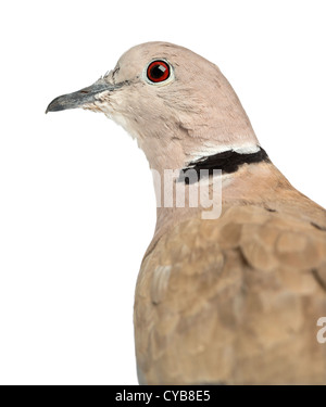 Chiusura del collare eurasiatica Colomba, Streptopelia decaocto, contro uno sfondo bianco Foto Stock