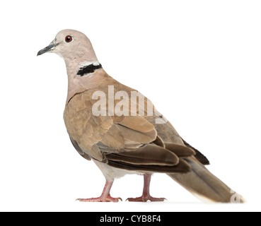 Vista posteriore di un collare eurasiatica Colomba, Streptopelia decaocto, contro uno sfondo bianco Foto Stock