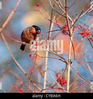 Bullfinch (Pyrrhula pyrrhula) separazione (e mangiare) il seme dalla bacca carnosa del fiorino e rose buckththorn comune. Foto Stock