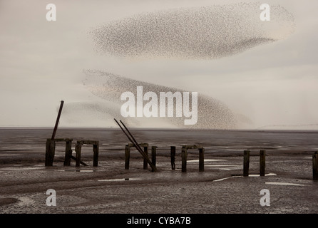 Grande gregge di nodo Calidris canutus rendendo vorticoso configurazione attraverso il fango appartamenti del lavaggio a simili Murmuration Foto Stock