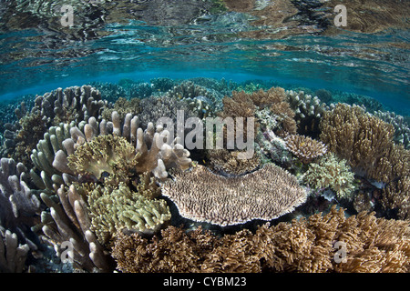 Un insieme eterogeneo di coralli crescono in acque poco profonde in Raja Ampat, Indonesia. Questa regione è nota per la sua alta diversità biologica. Foto Stock