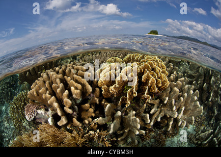 Una ricca e sana Coral reef cresce in acque poco profonde nei pressi di una piccola isola in Raja Ampat, Indonesia. Foto Stock