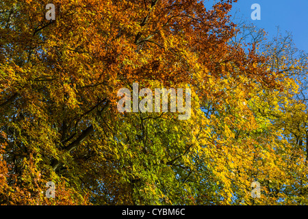 Dettaglio del faggio in autunno vicino Seldmere, East Yorkshire, Inghilterra, Regno Unito Foto Stock