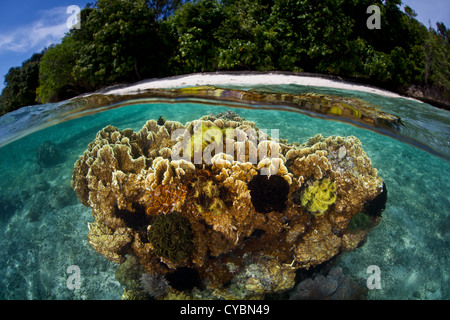 Una grande colonia di corallo di fuoco (Millipora sp.) cresce in acque poco profonde in Raja Ampat, Indonesia. Crinoidi si aggrappano alla colonia. Foto Stock