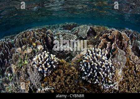 Una variegata Coral reef cresce in acque poco profonde in Raja Ampat, Indonesia. Questa regione è nota per la sua alta diversità biologica. Foto Stock