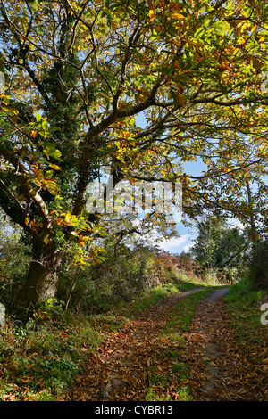 Castagno; Castanea sativa; autunno; Cornovaglia; Regno Unito Foto Stock
