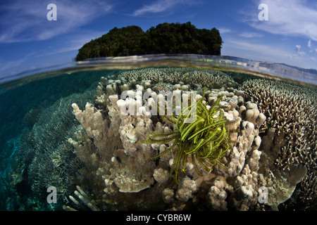 Un crinoide giallo si aggrappa a una barriera corallina che crescono in acqua poco profonda in Raja Ampat, Indonesia. Questa regione ha elevata biodiversità. Foto Stock