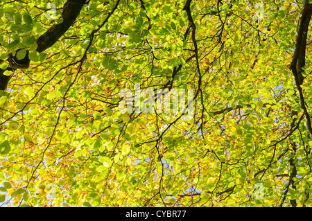 Dappling alla luce del sole attraverso foglie sugli alberi Foto Stock