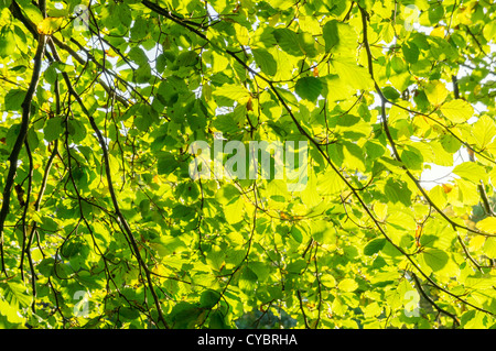 La luce del sole che splende attraverso foglie su un albero alberi Foto Stock
