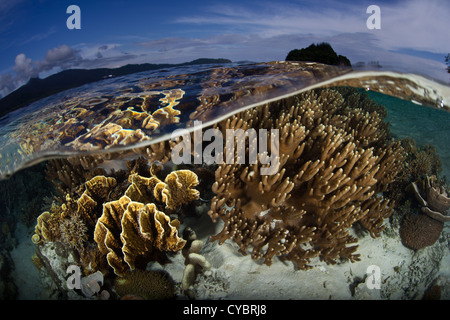 Una ricca e sana Coral reef cresce in acque poco profonde in Raja Ampat, Indonesia. Questa zona è conosciuta per la sua biodiversità. Foto Stock