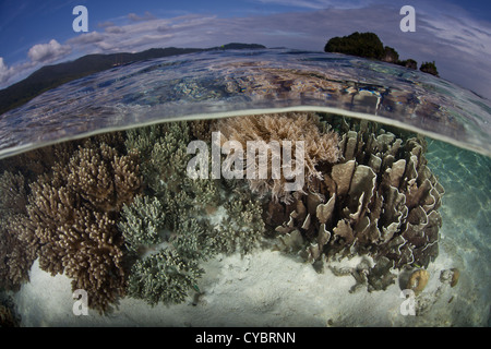 Una ricca e sana Coral reef cresce eccessivamente in acque poco profonde in Raja Ampat, Indonesia. Questa regione è molto biodiversi. Foto Stock