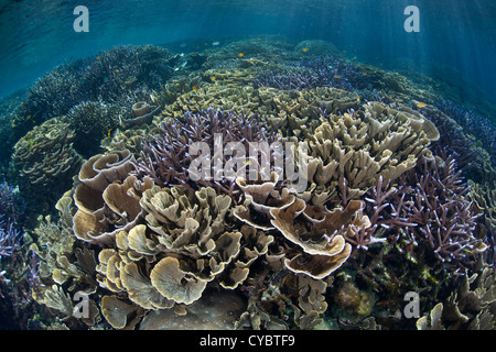 Flussi di luce del sole verso il basso su una sana Coral reef in crescita in Raja Ampat, Indonesia. Questa regione è nota per la sua alta biodiversità. Foto Stock