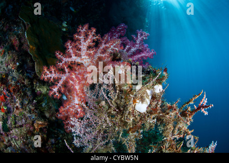 Una variegata Coral reef, dominato da colorati coralli molli, cresce su una parete in Raja Ampat, Indonesia. Foto Stock